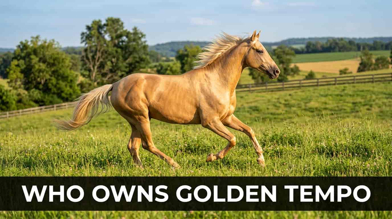 Who Owns Golden Tempo
